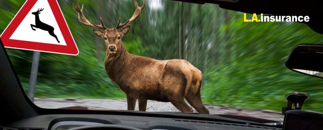 Is Hitting a Deer Comprehensive or Collision? Is Hitting a Deer Comprehensive or Collision?