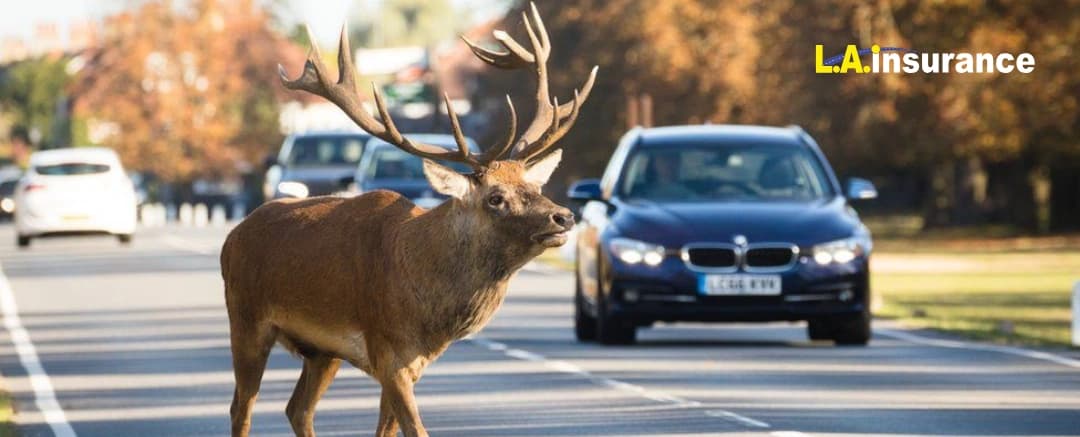 Does Liability Insurance Cover Hitting a Deer? Does Liability Insurance Cover Hitting a Deer?